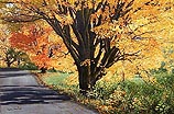 Autumn Glory