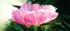 Peony Pink Estate