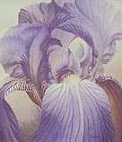 Iris Blue Smoke