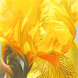 Iris Take the Sun