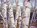New England Birch Grove